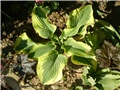 hosta